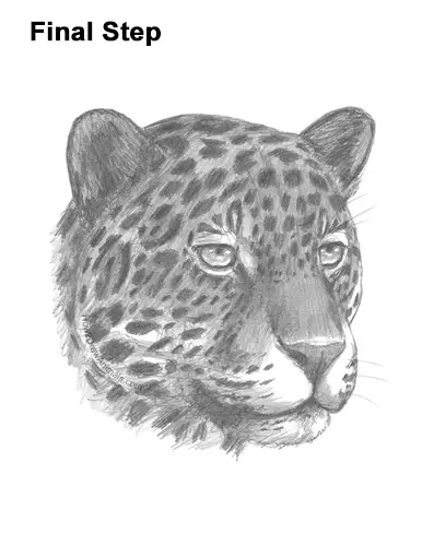 How to Draw a Jaguar Head Portrait Face