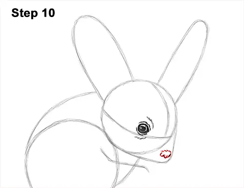 How to Draw Long-Eared Jerboa 10