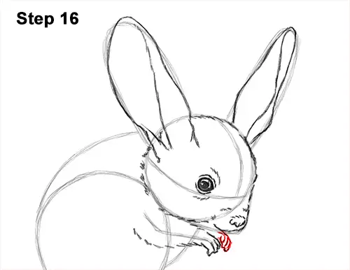 How to Draw Long-Eared Jerboa 16