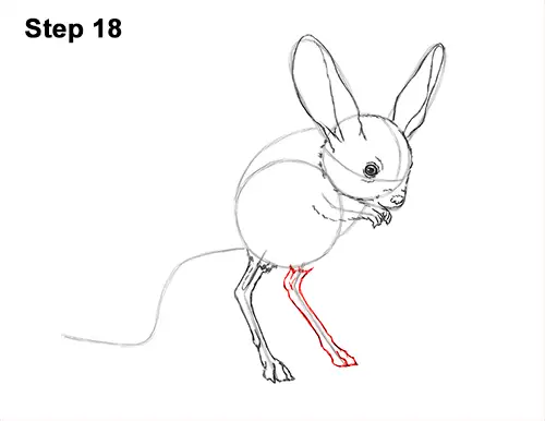How to Draw Long-Eared Jerboa 18
