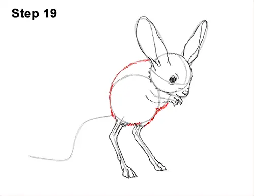 How to Draw Long-Eared Jerboa 19