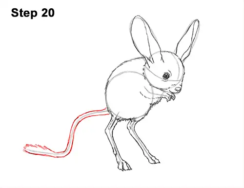 How to Draw Long-Eared Jerboa 20