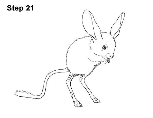 How to Draw Long-Eared Jerboa 21