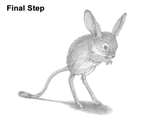 How to Draw Long-Eared Jerboa