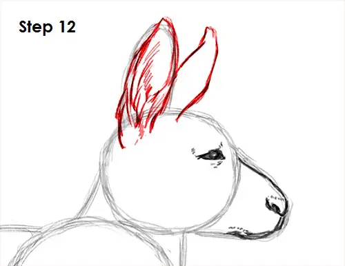 Draw Kangaroo 12