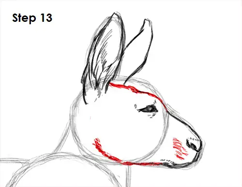 Draw Kangaroo 13