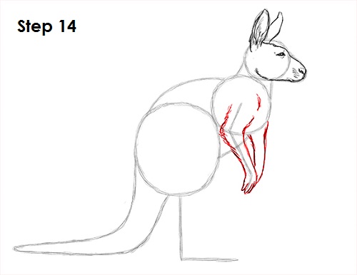 Draw Kangaroo 14