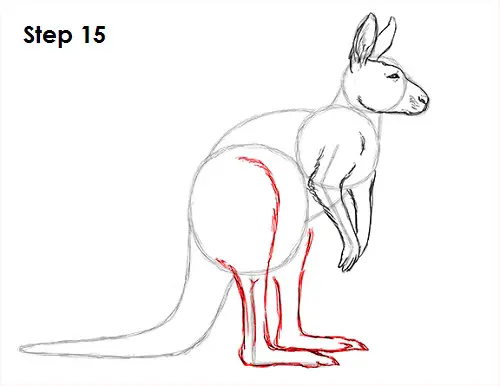 Draw Kangaroo 15