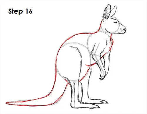 Draw Kangaroo 16
