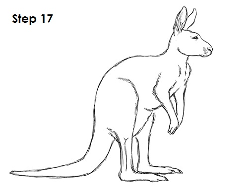 Draw Kangaroo 17
