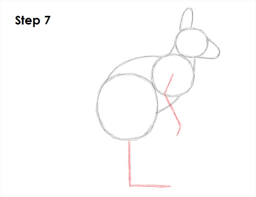 Draw Kangaroo 7