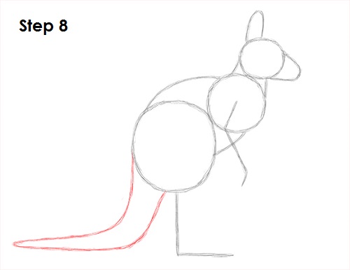 Draw Kangaroo 8