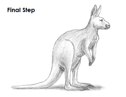 Draw Kangaroo Final