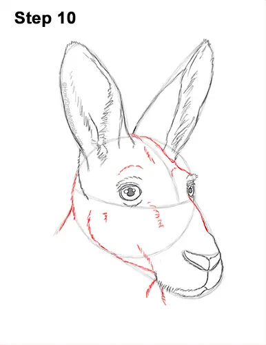 How to Draw a Red Kangaroo Head Portrait Face 10