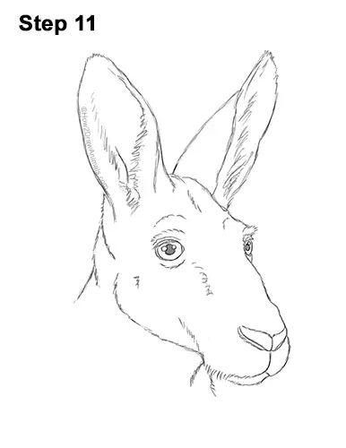 How to Draw a Red Kangaroo Head Portrait Face 11