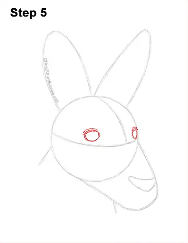 How to Draw a Red Kangaroo Head Portrait Face 5
