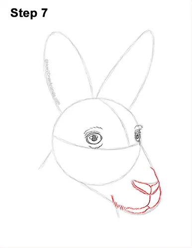 How to Draw a Red Kangaroo Head Portrait Face 7