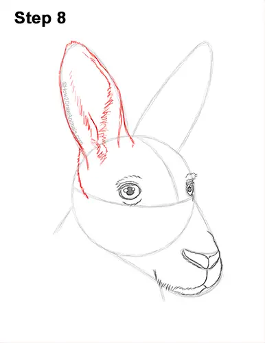How to Draw a Red Kangaroo Head Portrait Face 8