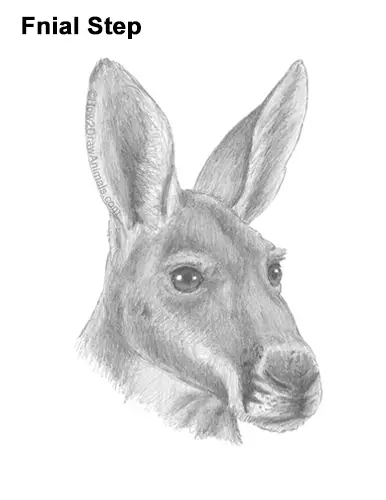 How to Draw a Red Kangaroo Head Portrait Face