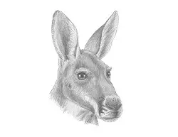 How to Draw a Kangaroo Head Detail Portrait Face
