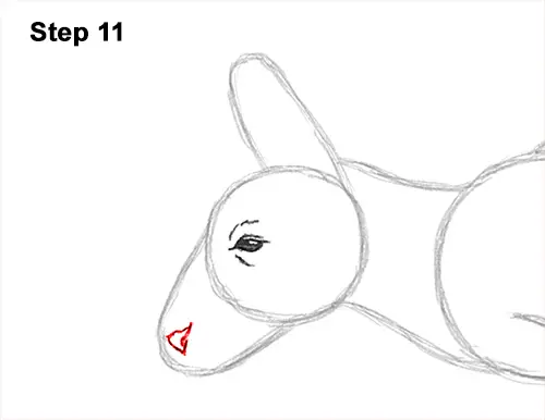 How to Draw a Red Kangaroo Jumping Hopping Leaping 11