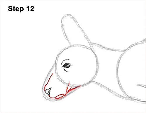 How to Draw a Red Kangaroo Jumping Hopping Leaping 12