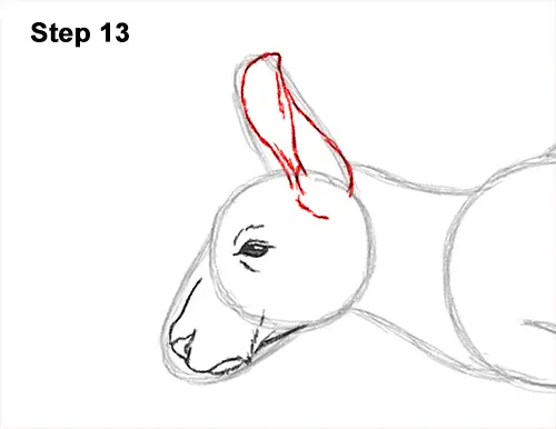 How to Draw a Red Kangaroo Jumping Hopping Leaping 13