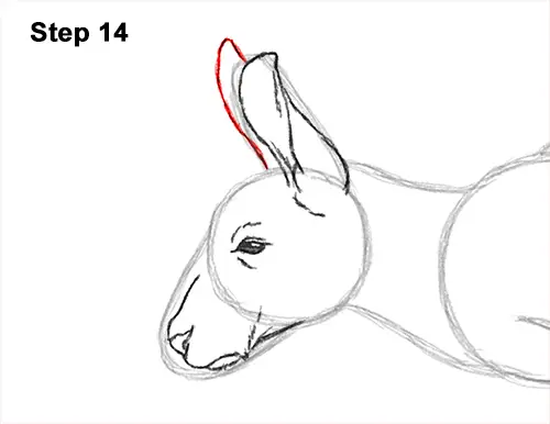 How to Draw a Red Kangaroo Jumping Hopping Leaping 14