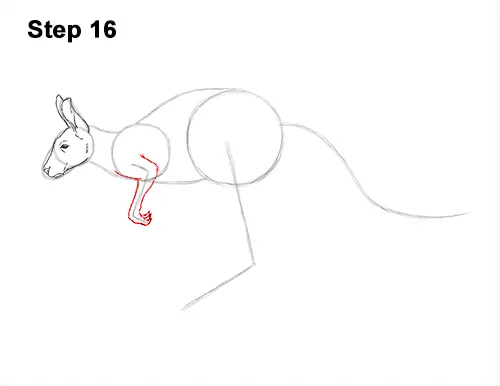 How to Draw a Red Kangaroo Jumping Hopping Leaping 16