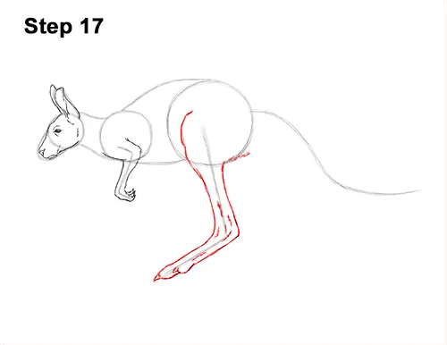 How to Draw a Red Kangaroo Jumping Hopping Leaping 17