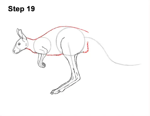 How to Draw a Red Kangaroo Jumping Hopping Leaping 19