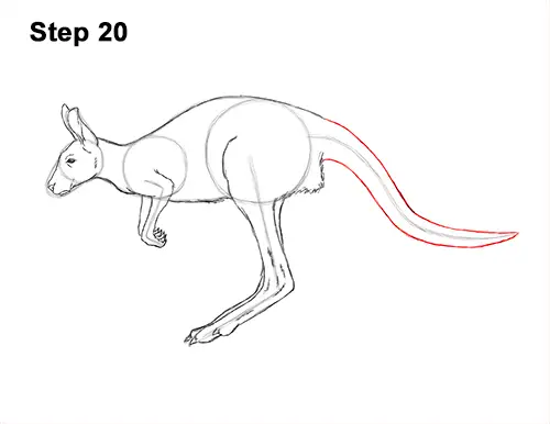 How to Draw a Red Kangaroo Jumping Hopping Leaping 20