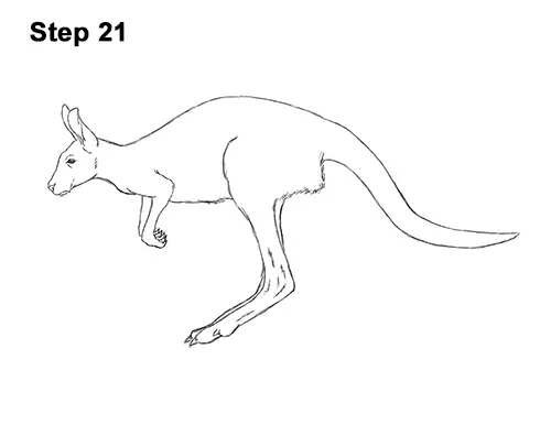 How to Draw a Red Kangaroo Jumping Hopping Leaping 21