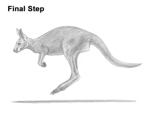 How to Draw a Red Kangaroo Jumping Hopping Leaping