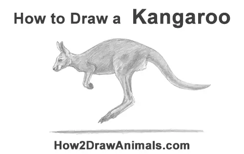 How to Draw a Red Kangaroo Jumping Hopping Leaping