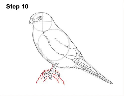 How to Draw an American Kestrel Falcon Sparrow Hawk 10
