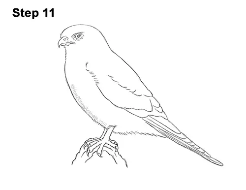How to Draw an American Kestrel Falcon Sparrow Hawk 11