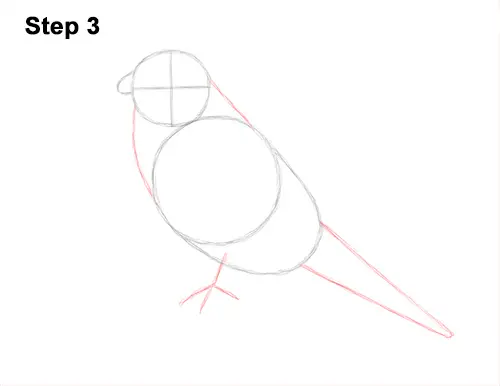 How to Draw an American Kestrel Falcon Sparrow Hawk 3