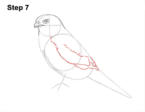 How to Draw an American Kestrel Falcon Sparrow Hawk 7