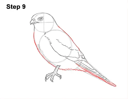 How to Draw an American Kestrel Falcon Sparrow Hawk 9