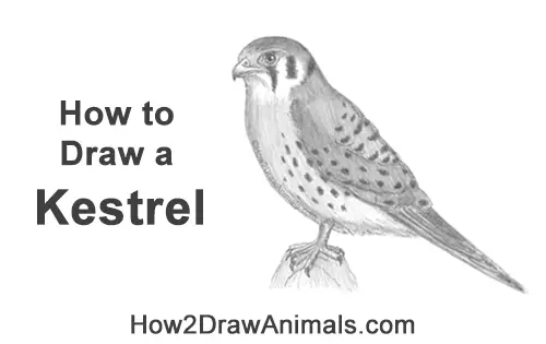 How to Draw an American Kestrel Falcon Sparrow Hawk