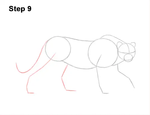 How to Draw a How to Draw a King Cheetah Walking 9