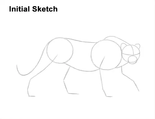How to Draw a How to Draw a King Cheetah Walking Guides Lines