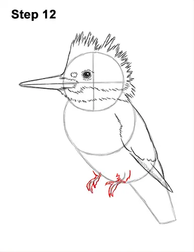 How to Draw a Kingfisher