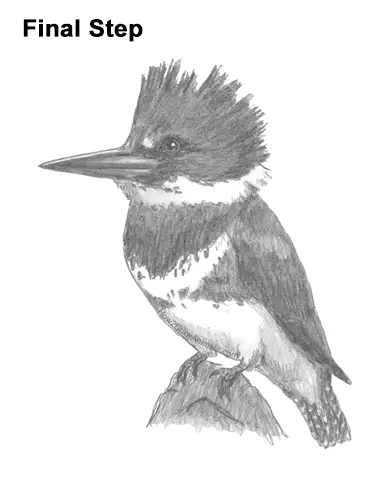 How to Draw a Belted Kingfisher Female