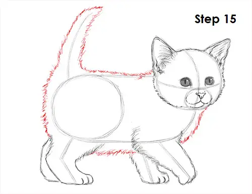 Draw Kitten 15