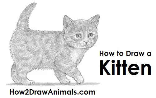 Draw Kitten