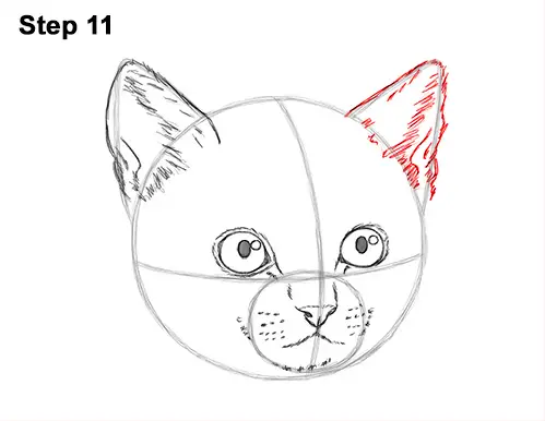 How to Draw Cute Cat Kitten Head Face Portrait 11