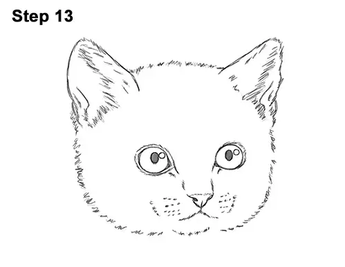 How to Draw Cute Cat Kitten Head Face Portrait 13