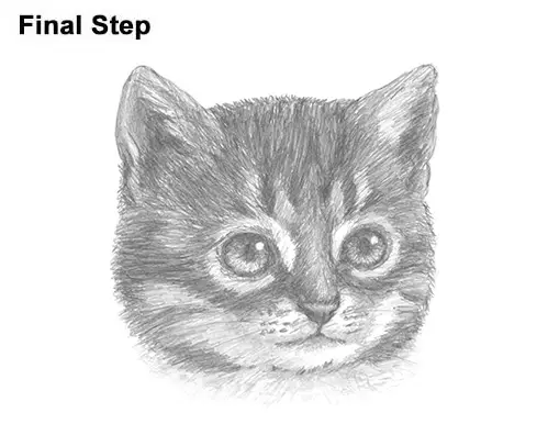 How to Draw Cute Cat Kitten Head Face Portrait